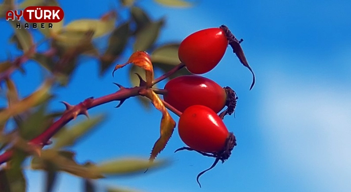 Değirmenköy'de bolca yetişiyor ve tam zamanı