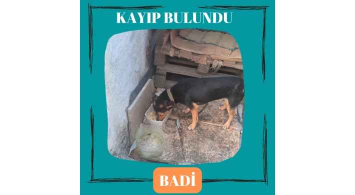 Değirmenköy'de kaybolan köpek Badi bulundu