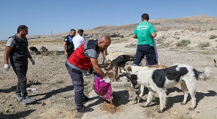 Sokak Hayvanlarına Van Büyükşehir Belediyesi Sahip Çıkıyor