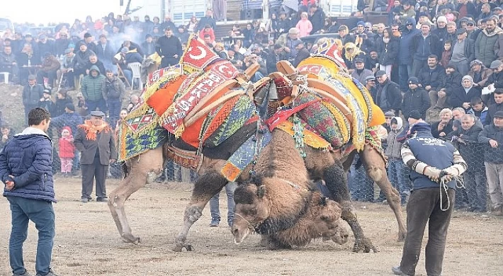 Bergama Deve Güreşleri için geri sayım başladı