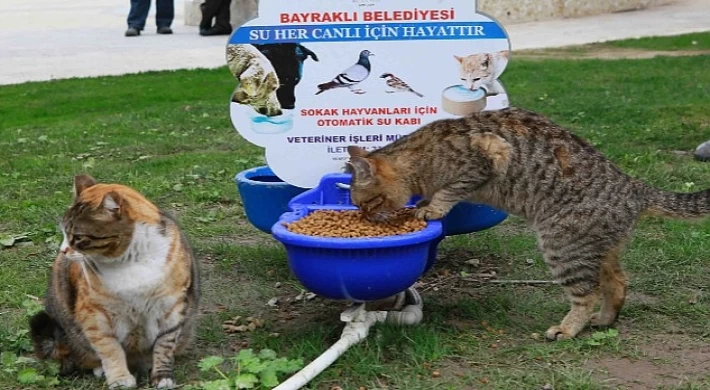 Bayraklı’da kedi evlerinin sayısı 20’ye yükseldi