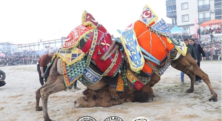 Burhaniye Belediyesi tarafından 18. Burhaniye Zeytin ve Zeytinyağı Hasat Festivali kapsamında düzenlenen Geleneksel Deve Güreşleri Yapıldı