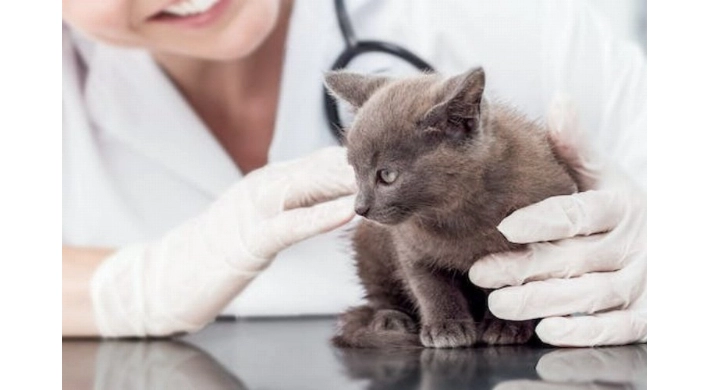 İşte 2024 yılı kedi-köpek muayene, kısırlaştırma ve aşı ücretleri…