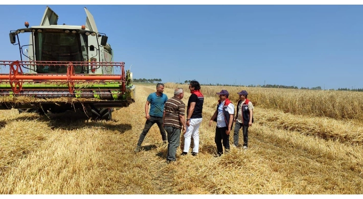 SİLİVRİ'DE ARPA HASATI BAŞLADI
