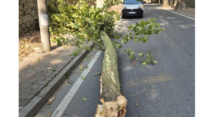 İstanbul’da 58 ağaç devrildi, 6 araç hasar gördü... Dikkat! Bu gecede etkili olacak