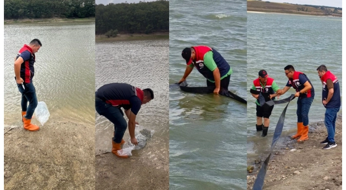 Silivri’de Göletlere 178 Bin Sazan Yavrusu Bırakıldı