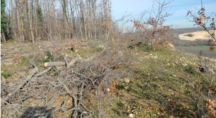 Danamandıra’da Orman Kesimi Tepki Çekti: “Kesilen Sadece Ağaçlar Değil”