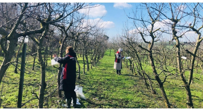 SİLİVRİ’DE AKDENİZ MEYVE SİNEĞİNE KARŞI FEROMON TUZAK UYGULAMASI