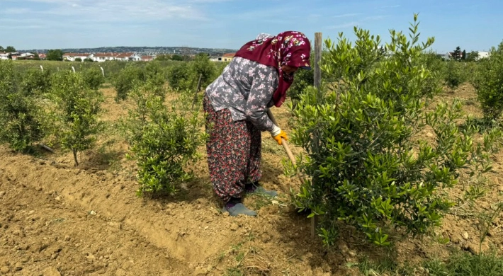 Silivri Belediyesi, Tarımsal Hizmet Müdürlüğü’nde bulunan zeytinlikte bakım çalışmaları gerçekleştirdi
