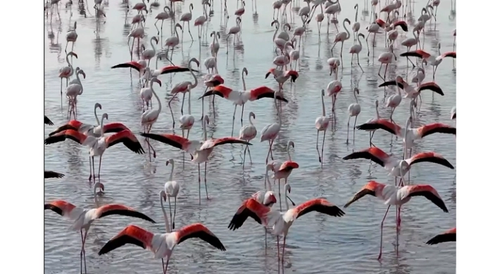 Tuz Gölü’nde flamingo sevinci