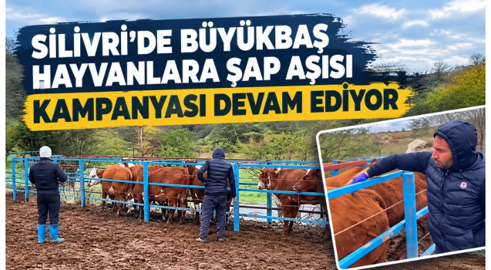 Silivri'de Büyükbaş Hayvanlara Şap Aşısı Kampanyası Devam Ediyor