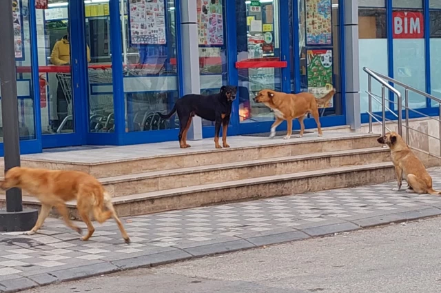 Başıboş Köpekler