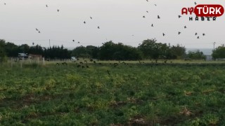 Bezelye tarlanız kargaların hedefinde