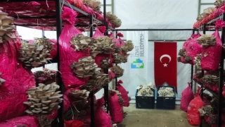 Kocaeli İzmit Belediyesi, vatandaşları istiridye mantarı ile buluşturuyor