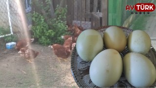 Yeşil yumurta nedir