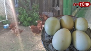 Yeşil yumurta nedir