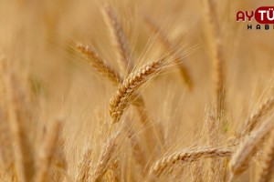 2022 Buğday alım fiyatları açıklandı