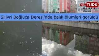 Silivri'de balık ölümleri