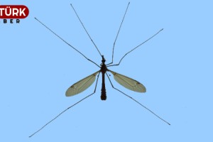 Değirmenköy'de sivrisinek şikayetleri arttı