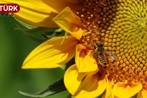 Değirmenköy'lü arı sahiplerine uyarı
