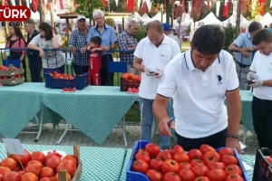 En güzel domatesler belli oldu