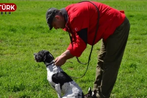 Haydi köpekler ve kediler aşıya