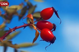 Değirmenköy'de bolca yetişiyor ve tam zamanı