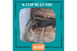 Değirmenköy'de kaybolan köpek Badi bulundu