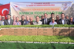 Silivri'li üreticilere kıvırcık fideleri dağıtıldı