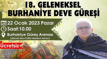 Burhaniye Deve Güreşleri İçin Hazırlıklar Tamamlandı