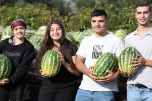 SİLİVRİ KADIKÖY'DE KARPUZLAR YARIŞTI