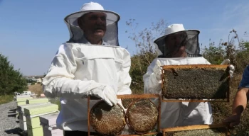 Büyükçekmece’de ilk bal hasadı gerçekleşti