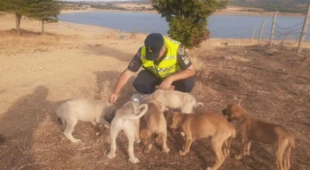 Jandarma Seydiköy’de terk edilmiş yavru köpeklere sahip çıktı