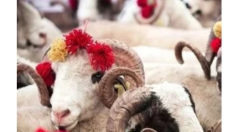 2025 Kurban Hizmetleri Tebliği yayımlandı