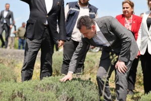 Başkan Balcıoğlu, lavanta üretimini yerinde inceledi