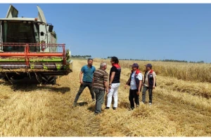 SİLİVRİ'DE ARPA HASATI BAŞLADI