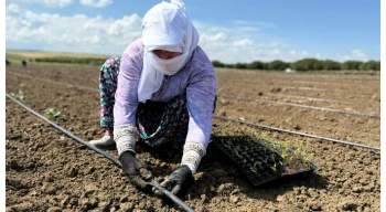 Silivri’de Tarımsal Üretim Hız Kesmeden Sürüyor