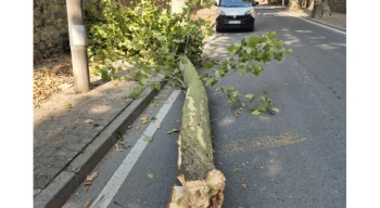 İstanbul’da 58 ağaç devrildi, 6 araç hasar gördü... Dikkat! Bu gecede etkili olacak
