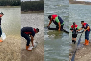 Silivri’de Göletlere 178 Bin Sazan Yavrusu Bırakıldı