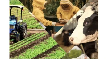 Çiftçiye 1,5 milyar TL destek hesaplarda