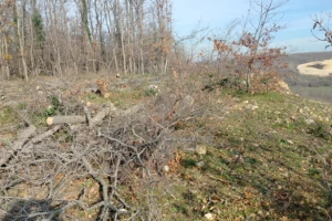 Danamandıra’da Orman Kesimi Tepki Çekti: “Kesilen Sadece Ağaçlar Değil”