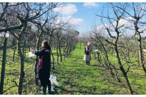 SİLİVRİ’DE AKDENİZ MEYVE SİNEĞİNE KARŞI FEROMON TUZAK UYGULAMASI