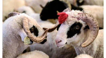 Edirne’de kurbanlık fiyat tarifesi belirlendi