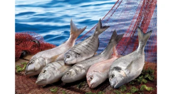 Su ürünleri ilk çeyrekte ihracatını yüzde 24 artırdı... Levrek liderliğini sürdürdü