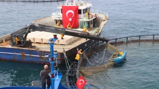 Türk somonu ihracatta rekor yolunda... Üretim 75 bin tona ulaştı