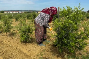 Silivri Belediyesi, Tarımsal Hizmet Müdürlüğü’nde bulunan zeytinlikte bakım çalışmaları gerçekleştirdi