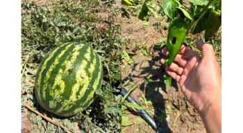 İpsala’da dolu felaketi: Tarım arazileri zarar gördü