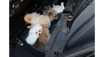 Kapıkule’de araçta gizlenen 5 yavru köpek ele geçirildi
