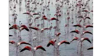 Tuz Gölü’nde flamingo sevinci
