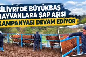 Silivri'de Büyükbaş Hayvanlara Şap Aşısı Kampanyası Devam Ediyor